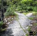 Quaderkalk Stbr. Luetzelbruch bei Lindelbach nahe Wuerzburg, Bayern, (D) - 18. Mai 2023 (30).JPG